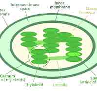 <ul><li><p>Double membrane</p></li><li><p>Inner membrane folded into stacks called grana (granum)</p></li><li><p>Grana made of thylakoids studded with chlorophyll</p></li><li><p>Thylakoid centre is the lumen</p></li><li><p>Grana linked with lamelle</p></li><li><p>Intermembrane space is fluid called stroma</p></li><li><p>Contains 70S ribosomes</p></li></ul>