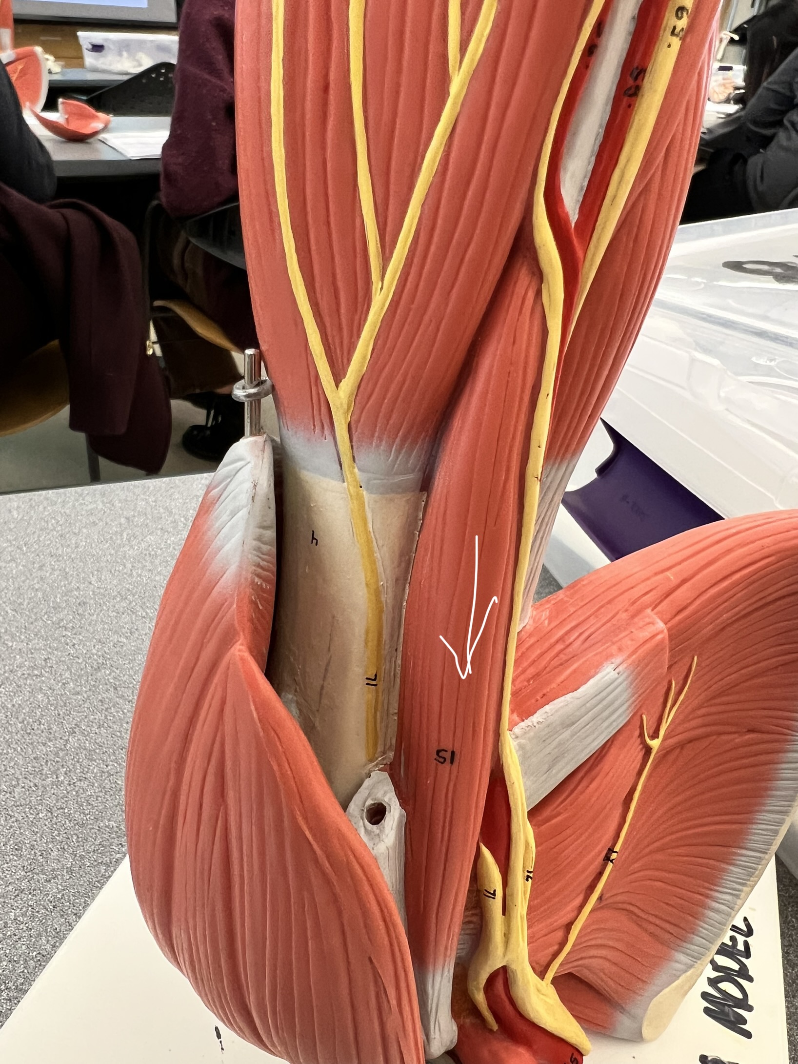 what muscle
