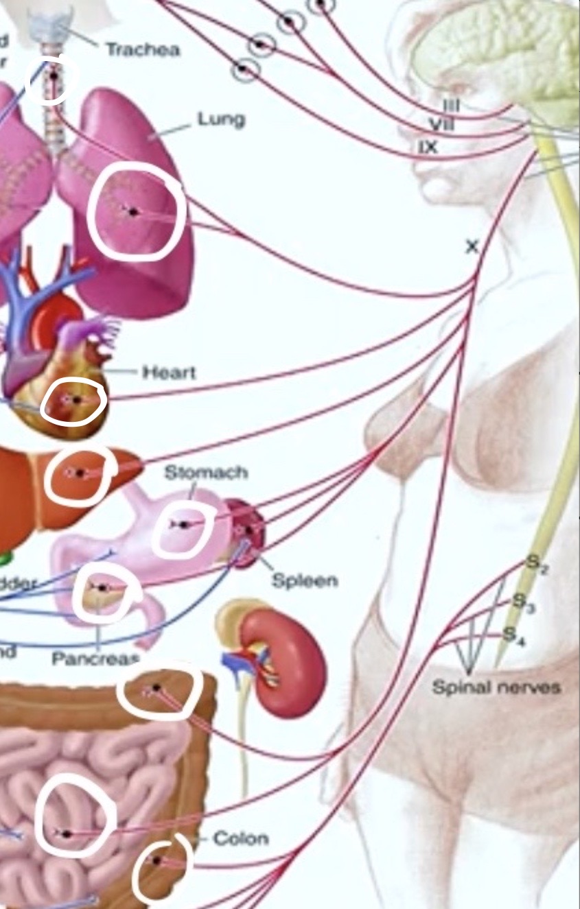 <p>Notice</p><p>The <strong>ganglions</strong> ( black dots ) </p><p>are <strong>IN the effector organs!</strong></p>