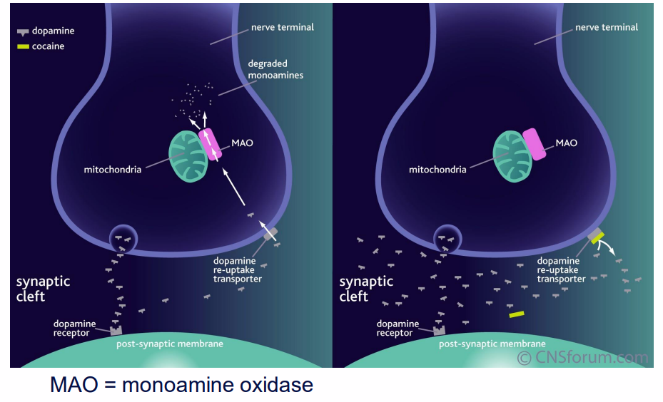 <p>Cocaine: mechanism of action</p>