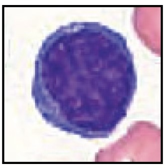 <p>Identify this leukocyte</p>
