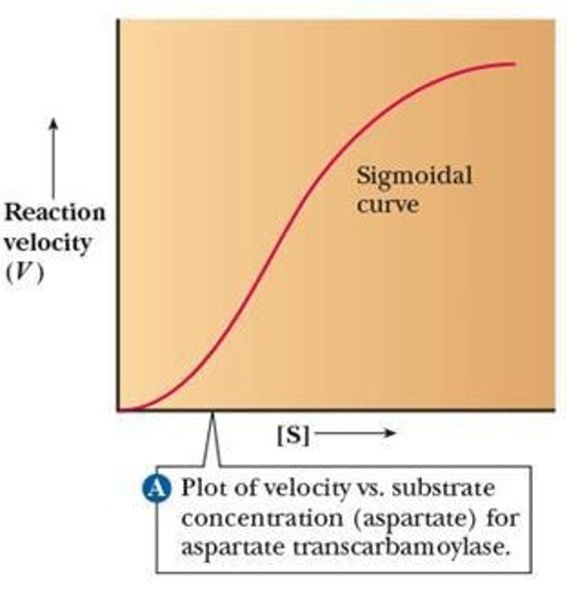 <p>It describes allosteric behavior due to positive cooperativity.</p>
