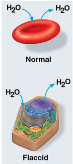 <p>solute concentration is same as that inside the cell</p><ul><li><p>water diffuses across the membrane at the same rate in both directions</p></li><li><p>no net movement of water across the membrane</p></li></ul><p></p>