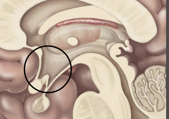 <p>Diencephalon – <strong>hypothalamus</strong></p>