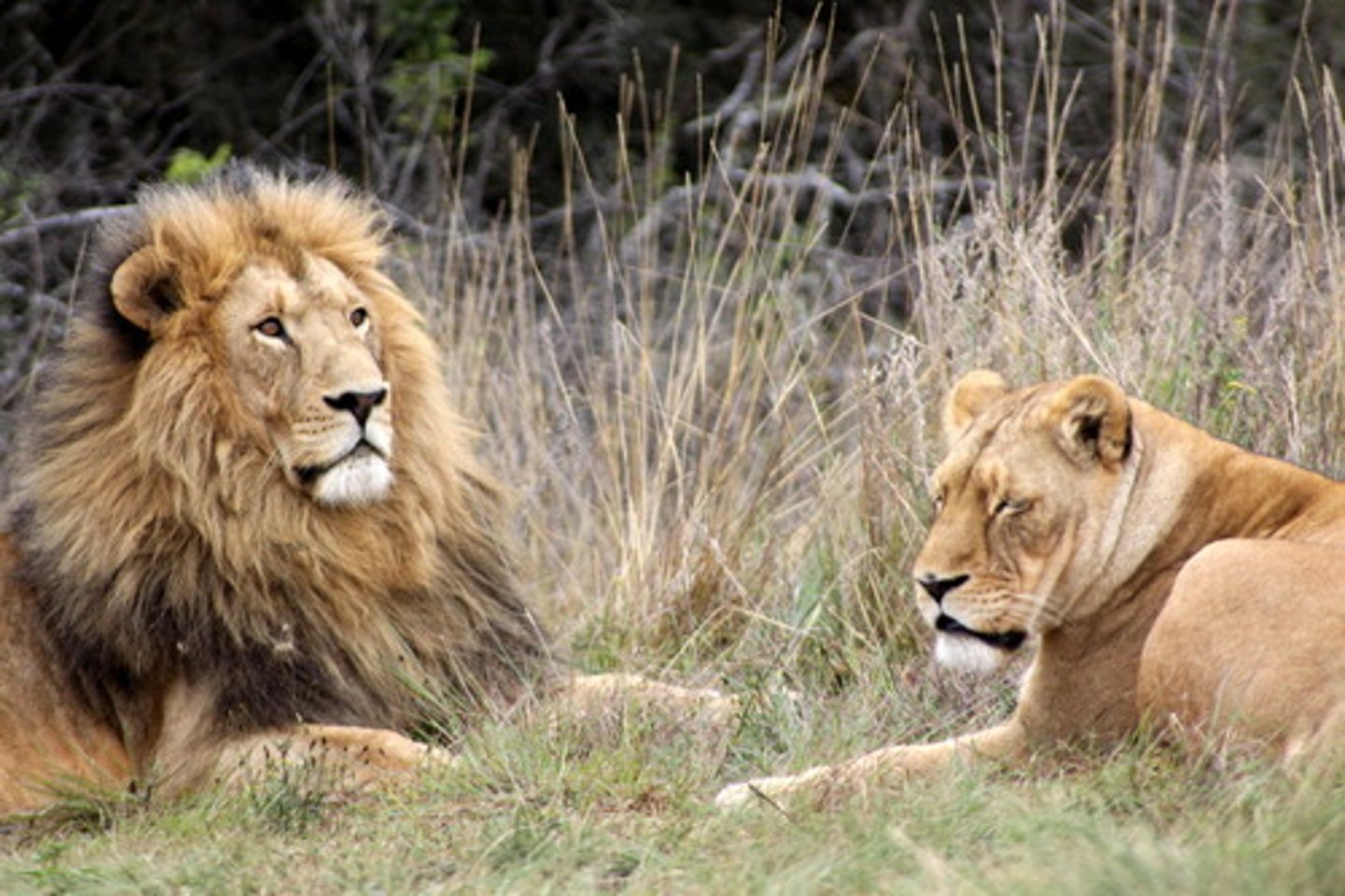<p>typically a carnivore near the top of the energy pyramid that feeds on organisms in lower trophic levels; typically found in the fourth trophic level or above</p>