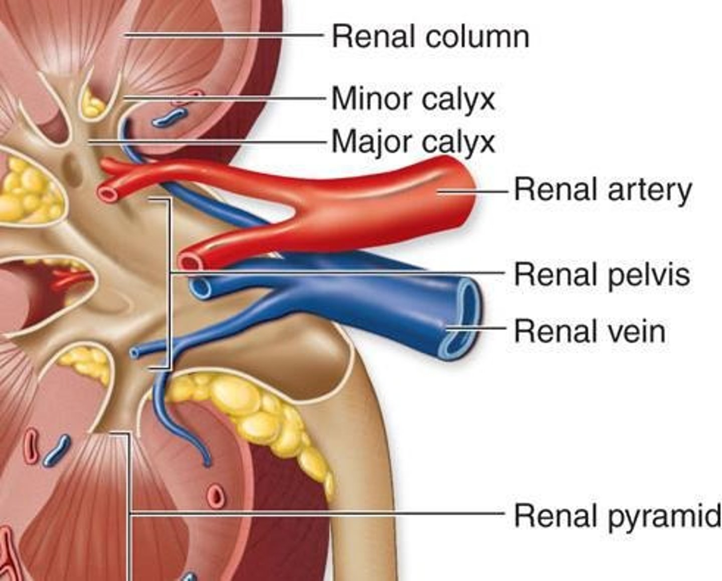 <p>Internal space within each kidney; houses renal arteries, renal veins, lymphatic vessels, nerves, renal pelvis, renal calyces.</p>