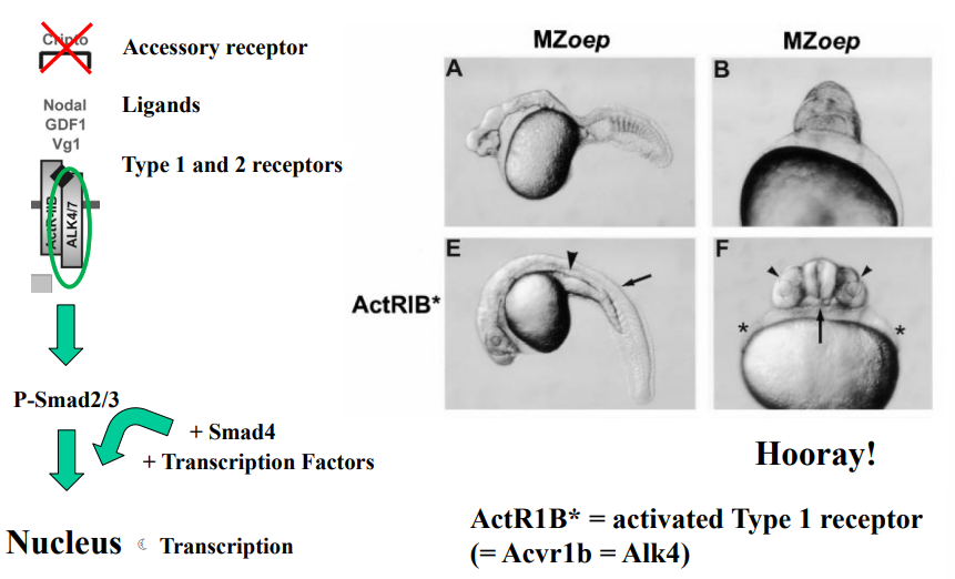 <ul><li><p>messenger RNA (mRNA) that, when translated in the cell, will produce a Type I receptor protein that is <em>already in an active state</em>, even without the normal upstream signals (like Nodal ligand binding or Type II receptor phosphorylation).</p></li><li><p>When the mRNA encoding the activated Type I receptor is introduced into the <em>oep</em> mutant embryos (typically by microinjection), the developmental defects caused by the <em>oep</em> mutation are alleviated or corrected. The embryos develop more normally, or at least show a significant improvement in their phenotype. </p></li><li><p>The Type I receptor is a downstream component of the Nodal pathway. This suggests the <strong><u>oep mutant impacts upstream of Type I receptor</u></strong> activation and also that the <strong><u>downstream components of the TGF-</u></strong><span><strong><u>β</u></strong></span><strong><u> pathway (like Smads) are still functional in </u><em><u>oep</u></em><u> mutants.</u></strong></p></li></ul><p></p>