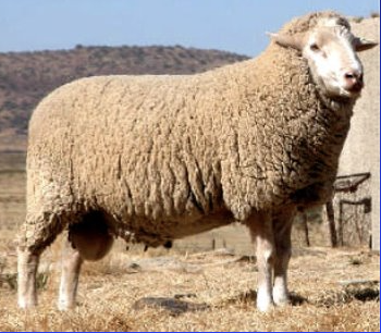 <ul><li><p>80% for meat production, 20% for wool production </p></li><li><p>merino-type wool, 19-22 microns </p></li><li><p>breed category: dual-purpose, fine wool </p></li><li><p>distribution: south africa, australia</p></li></ul><p></p><p></p>