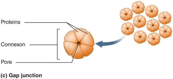 <p>Gap junctions</p>