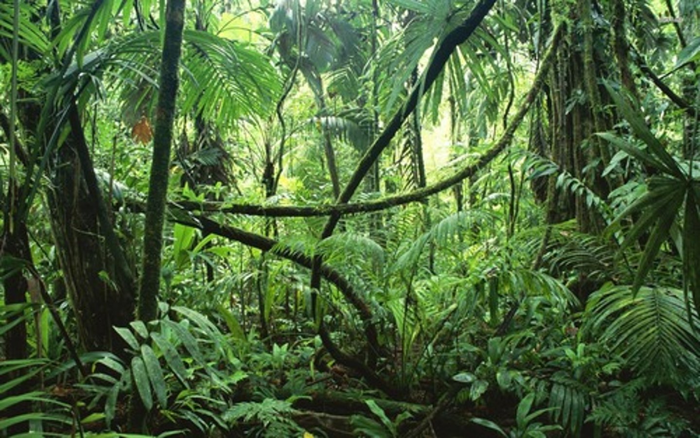 <p>humid tropical forest</p>