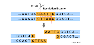 <p>proteins that cut both strands of DNA but at an angle which creates sticky ends that can then be combined with different sections of DNA to create recombinant DNA</p>