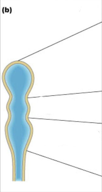 <p>What is b), what does it develop from </p>