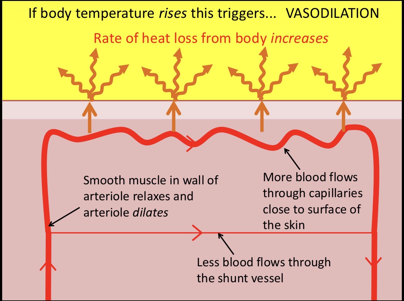<ul><li><p>blood carries most of the heat energy around body</p></li><li><p>capillaries underneath skin that can be filled with blood if you get too hot</p></li><li><p>brings blood closer to surface of skin so more heat can be lost</p></li></ul><p></p>