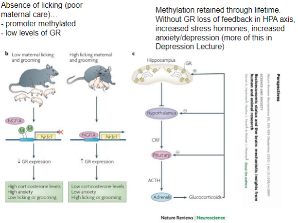 <ul><li><p>some epigenetic modifications can be affected by the environment</p></li><li><p>early developmental influence on stress resilience/depression in later life</p></li></ul>