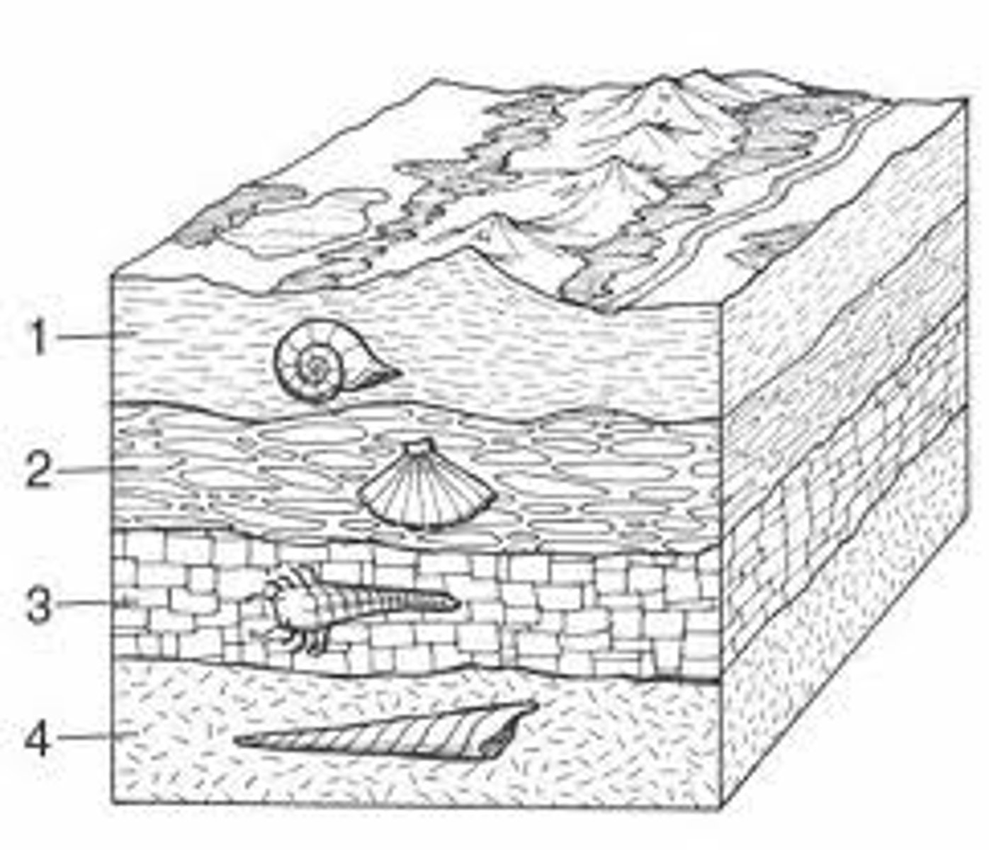 <p>-fossil records</p><p>-antibiotic resistance</p>