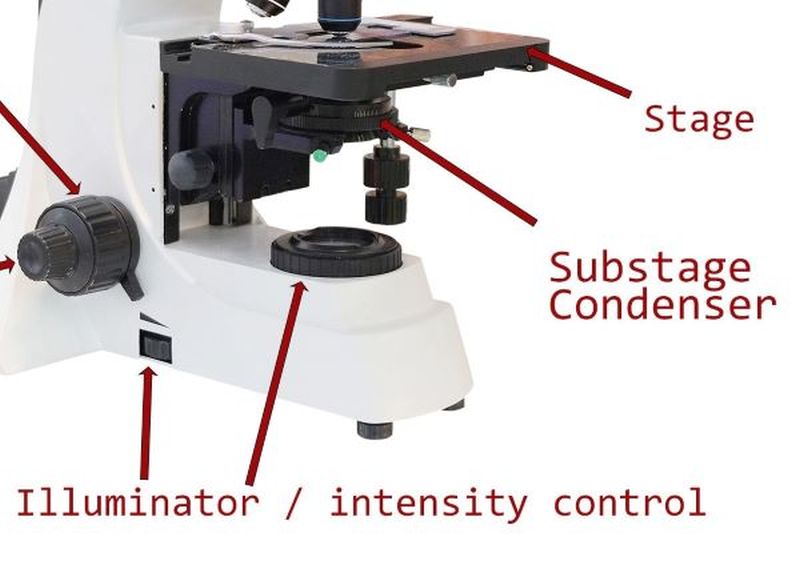 <p>substage (illuminator lamp)</p>