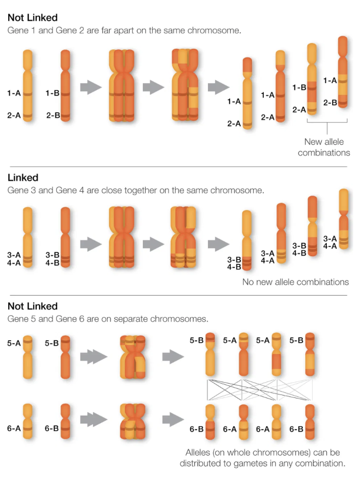 <p><strong>Linked</strong> = Genes located on same chromosome</p><p>Alleles of linked genes can fail to assort independently</p><ul><li><p>Linked genes do not assort independently (Must travel together during meiosis) → More likely to be inherited together</p><ul><li><p>Monohybrid pattern of gene inheritance</p></li></ul></li></ul><p></p><p>For example…</p><p><strong><em>AB</em></strong> on one chr, <strong><em>ab</em></strong> on another chr → Only 2 possible gamete combinations</p><ul><li><p>Gamete combinations are essentially the same across generations</p></li></ul><p></p>