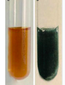 <ul><li><p>Mousy urine smell</p></li><li><p>increased keto acids</p></li><li><p>Ferric chloride test </p><ul><li><p>nonspecific reaction with amino acids</p></li><li><p>Permanent blue green color</p><p></p></li></ul></li><li><p>Not used for diagnosis bc screen is used</p><ul><li><p>used for monitoring dietary control</p></li><li><p>follow up if screen is questionable</p></li></ul></li></ul><p></p>