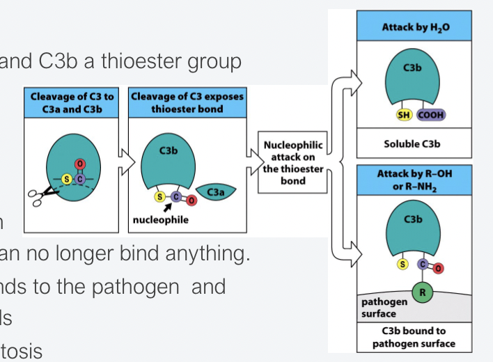 <ul><li><p><span>When C3 is cleaved into C3a and C3b a thioester group is exposed.</span></p></li><li><p><span>The thioester group is super reactive therefore the half-life is short.</span></p></li><li><p><span>If it doesn’t bind to a pathogen instantly, it is hydrolysed and can no longer bind to anything.</span></p></li><li><p><span>This ensures that C3b only binds to the pathogen and not to neighbouring human cells</span></p></li><li><p><span>C3b opsonisation → Phagocytosis</span></p></li></ul>