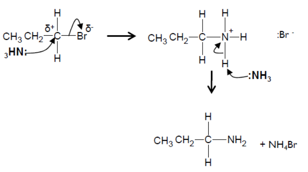 <p>The ammonia <strong>(excess, hot, ethanolic, pressure) </strong>is a <strong>nucleophile</strong> (an electron pair donator), so it attacks the polar C-Br bond, forming an <strong>amine</strong> (ethylamine) and a bromide radical</p><ul><li><p>The reaction is in two parts, as another nucleophile (in this case another ammonia) removes a hydrogen from the NH3+ group</p></li></ul><p></p>