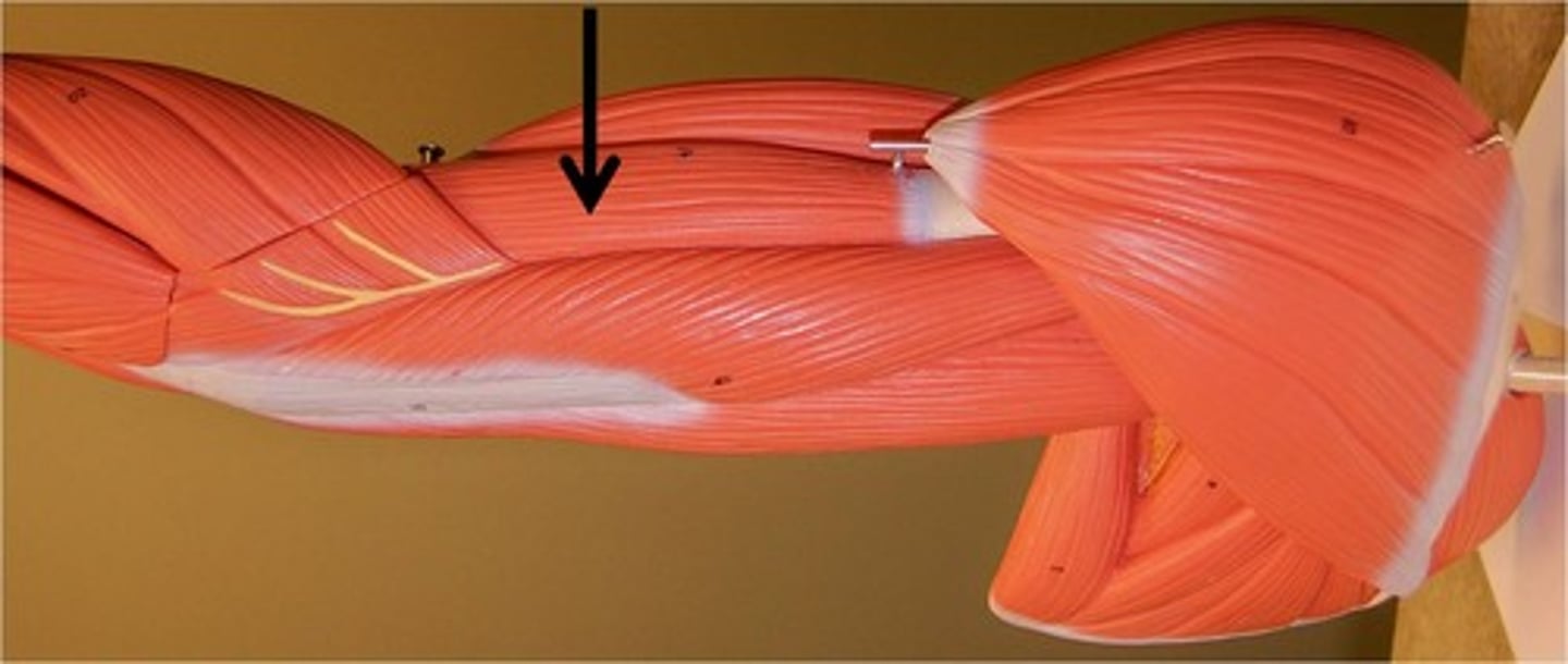 <p>Elbow flexion.</p>