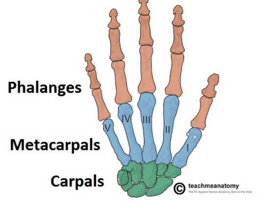 <p><span style="color: #0d0101">Articulation between……</span></p><p><span style="color: #0d0101">1) carpal bones </span></p><p><span style="color: #0d0101">2) metacarpal bones of the hand</span></p><p><span style="color: #0d0101"><br></span><span style="color: #0d0101">• <strong>Five</strong> articulations in each hand- one for each</span><span style="color: #0d0101"><br></span><span style="color: #0d0101">digit,</span></p>