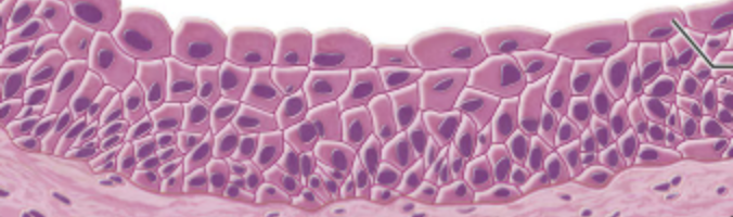 <p>what type of epithelium is this?</p>