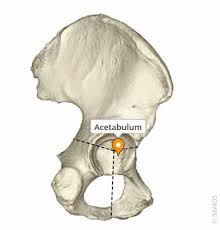 <p>Deep socket formed by the ilium, ischium, and pubis; contains the lunate surface for the femoral head and the acetabular notch bridged by the transverse acetabular ligament; labrum deepens the socket.</p>