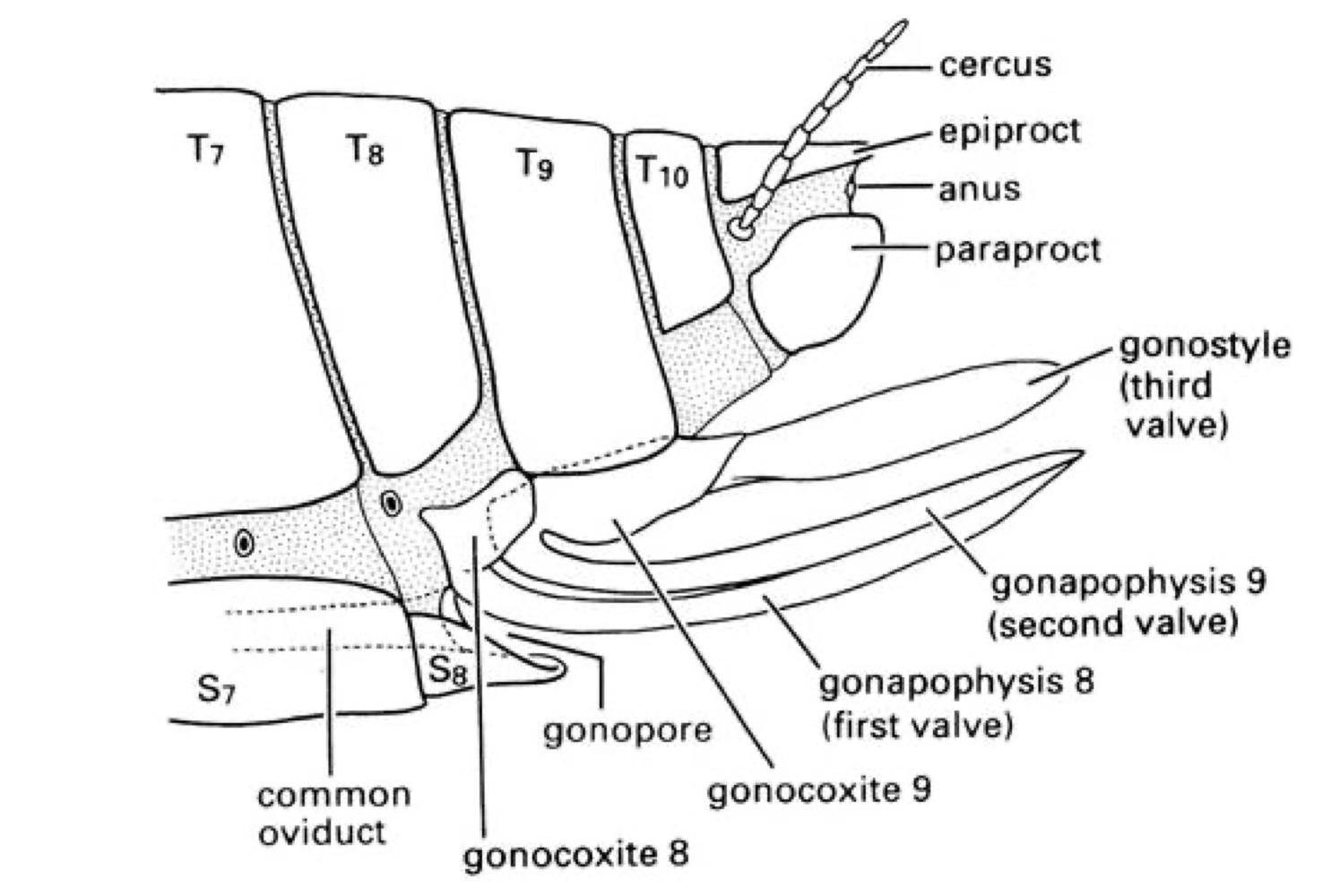 <p>Formed from appendages of A8 and A9, have 3 pairs of valves, Primitive condition, in some Odonata, Orthoptera, some Hemiptera, Hymenoptera</p>