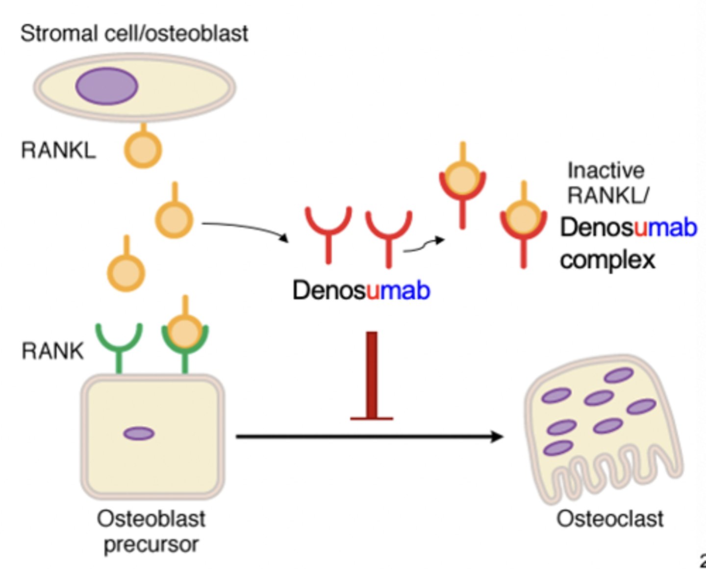 <p>-Inhibits binding of RANKL to RANK</p><p>-Decrease osteoclast formation</p><p>-Decrease bone resorption</p>