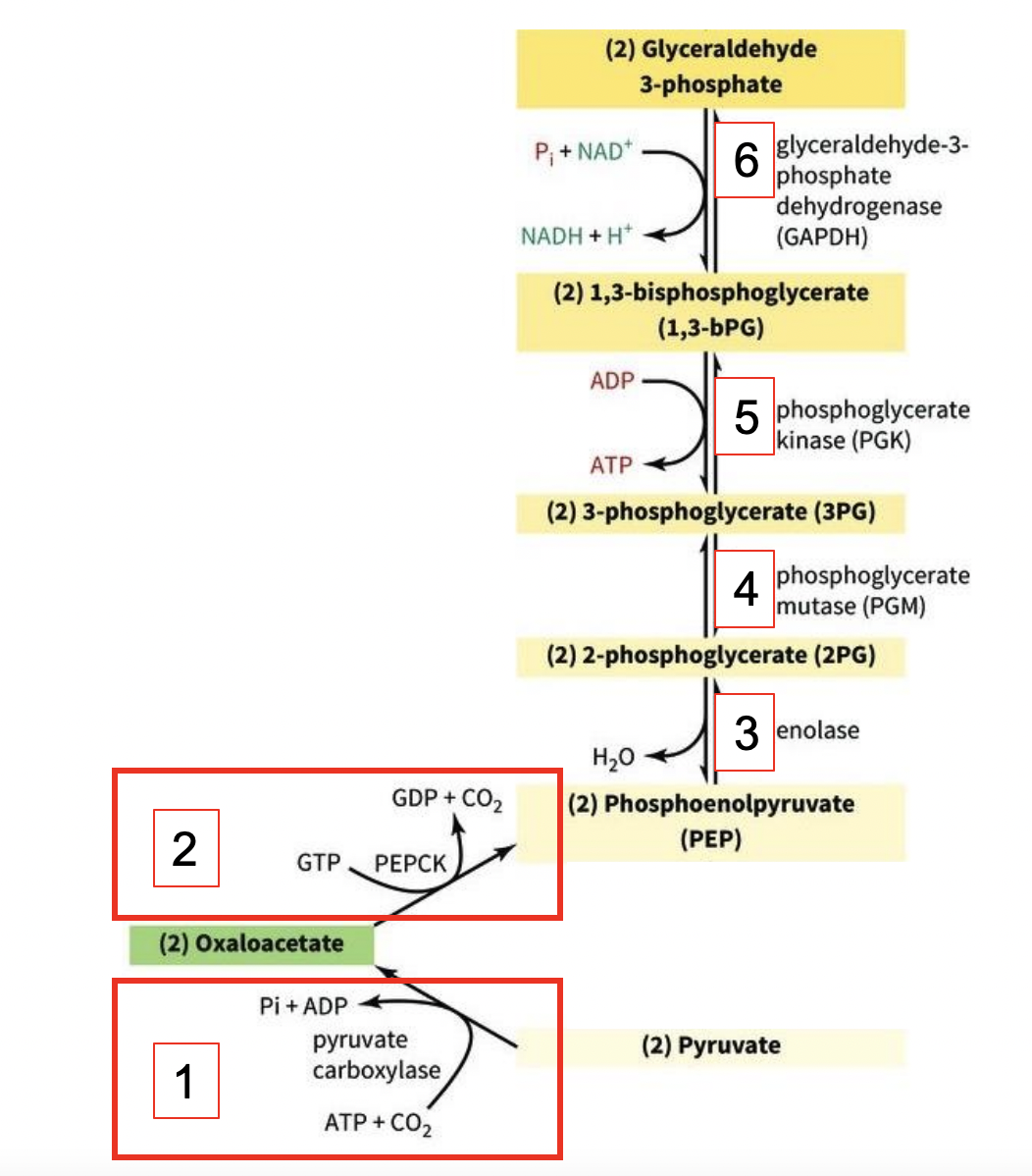 <p>GLUCONEOGENESIS: 1st 6 Steps</p>