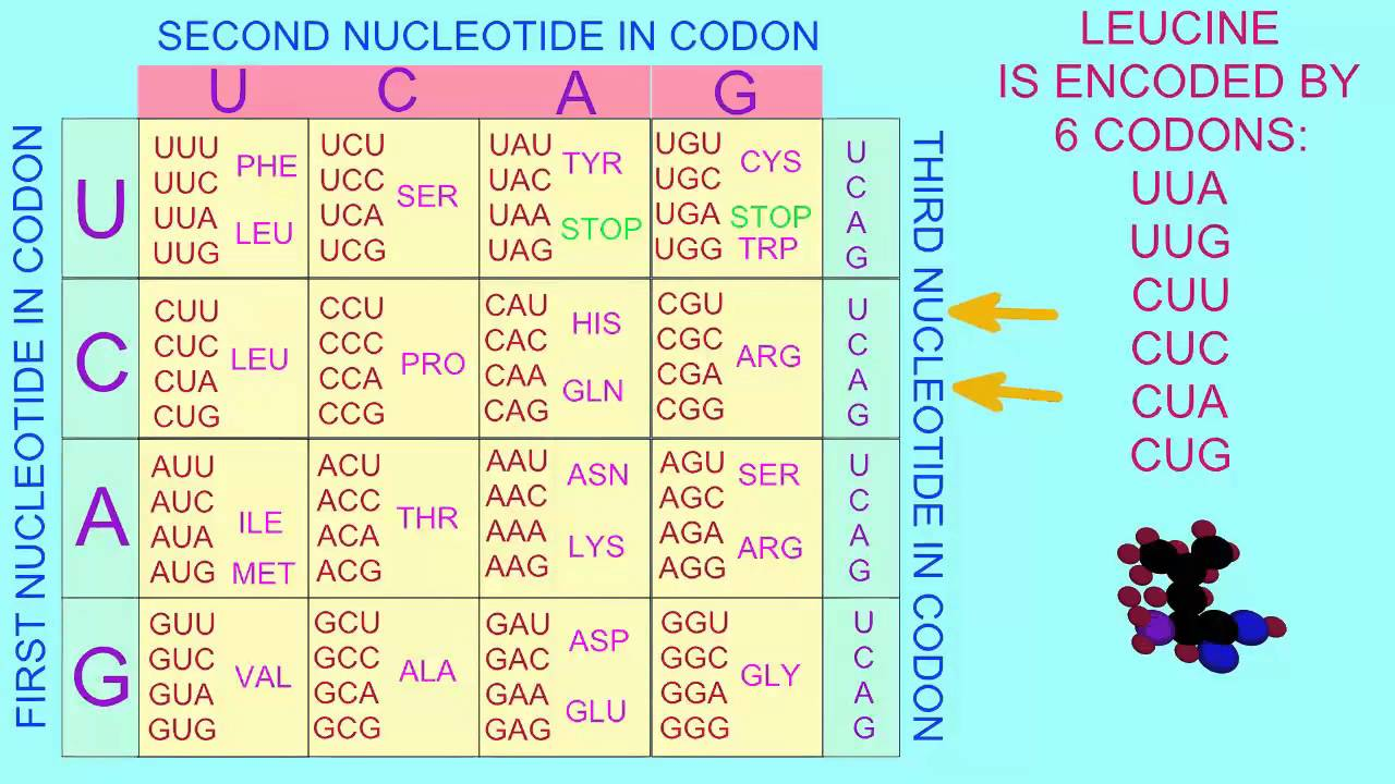 <p>There are 64 possible codons and 20 amino acids that codons can encode for.</p><p>The degeneracy/redundancy of the genetic code refers to the fact that multiple codons can encode for most amino acids.</p><p>Therefore, silent mutations can occur (substitutions of nucleotide in sequence won’t change the amino acid the codon encodes for)</p>