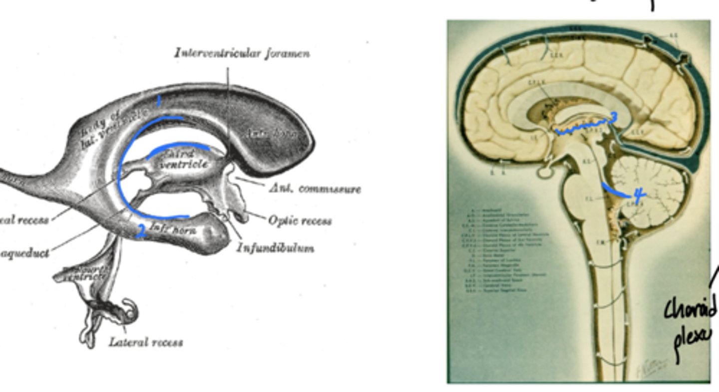 <p>1. body of the lateral (lateral)</p><p>2. inferior horn (lateral)</p><p>3. roof of 3rd</p><p>4. roof of 4th</p><p>outlined on image</p>