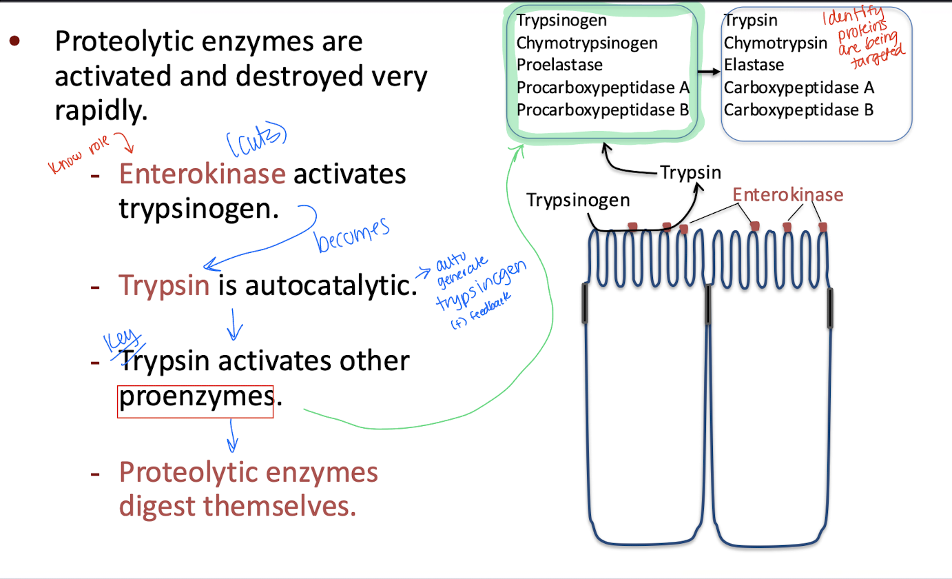 <p>In general, proteolytic enzymes are activated and destroyed rapidly</p><ol><li><p>Enterokinase is activated by trypsinogen</p></li><li><p>Trypsinogen becomes trypsin and is autocatalytic (it can autogenerate trypsinogen (positive feedback loop)</p></li><li><p>Trypsin (THE KEY) activates other proenzymes (green box)</p></li><li><p>Proteolytic enzymes digest themselves</p></li></ol><p></p>
