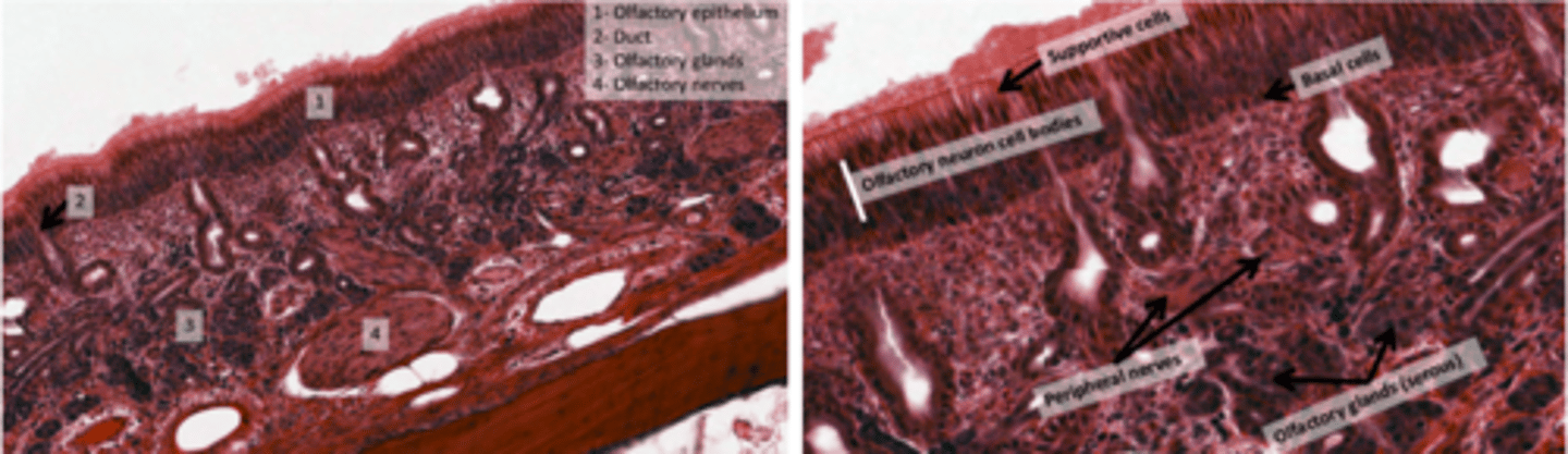 <p>Serous glands located in the submucosal layer.</p><p>Produce watery secretions to dissolve odorant molecules for detection by sensory receptors. Wash away the molecules after detection, preparing the receptors for new smells.</p>