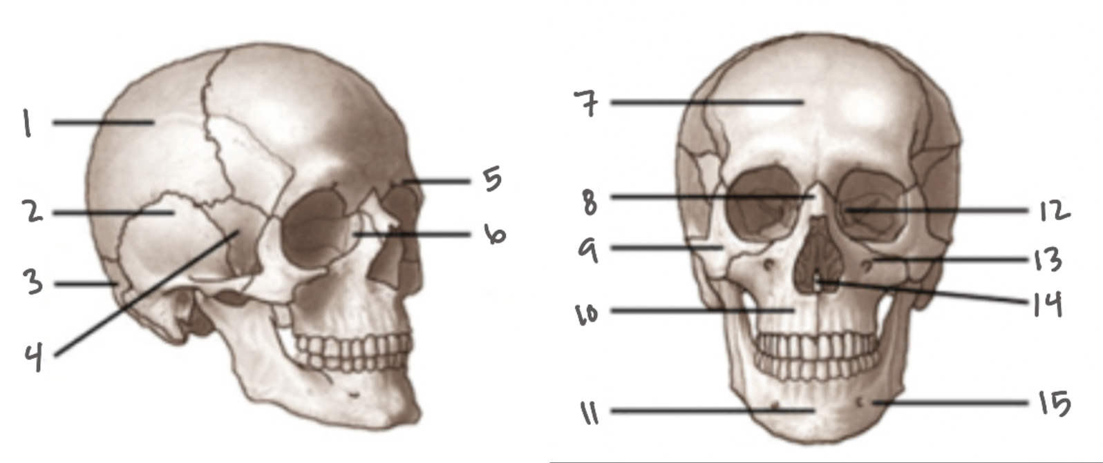 <p>14</p>