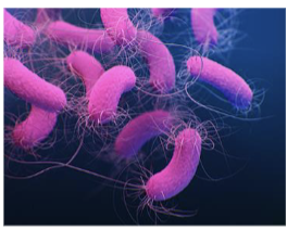 <p>gram (-) bacillus</p>