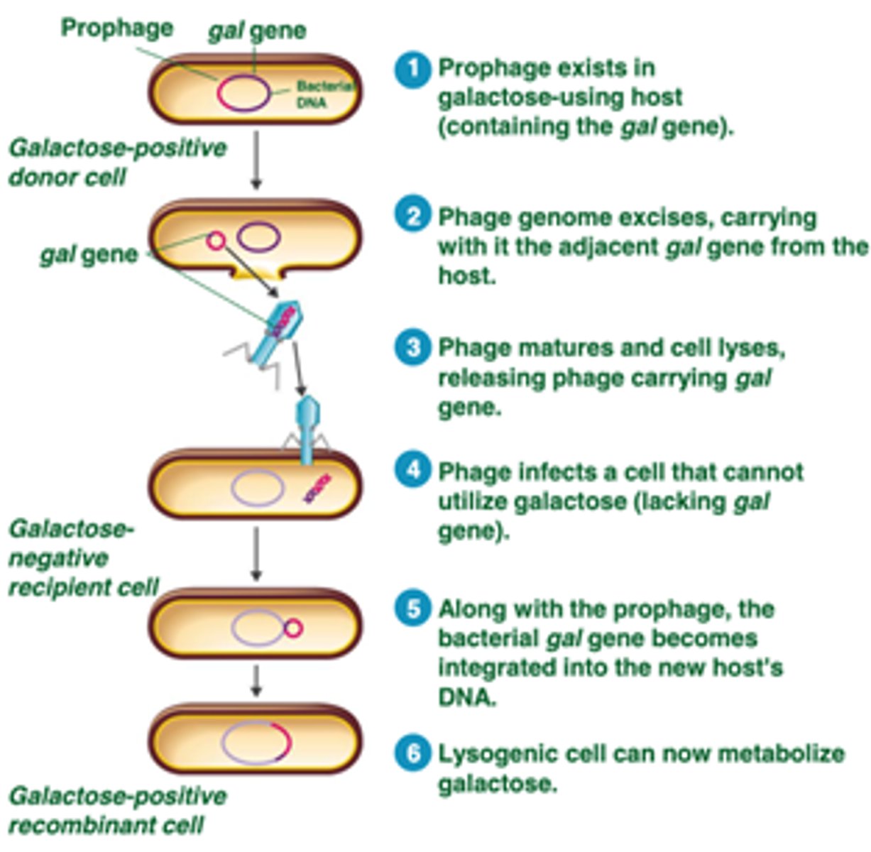 <p>a prophage excises from host cell and carries bacterial DNA from host to new cell which is then incorporated into new host's DNA</p>