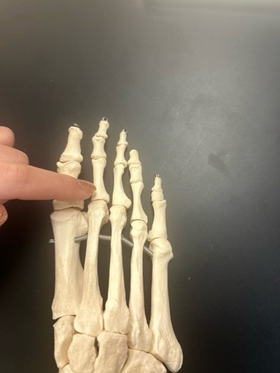 <p>name the bone</p>