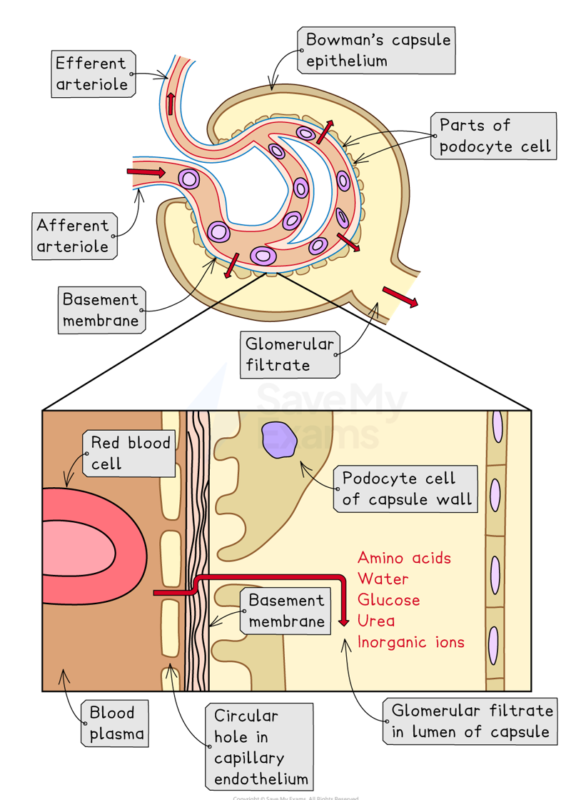 <p>The blood in the glomerular capillaries is separated from the lumen of the Bowman’s capsule by two cell layers & a basement membrane:</p><ul><li><p><strong>capillary endothelium</strong> → fenestrations between the endothelial cells allow small molecules to pass through</p></li><li><p><strong>basement membrane</strong> → mesh of collagen & glycoproteins allows passage of small molecules</p></li><li><p><strong>Bowman’s capsule endothelium </strong>→ many podocytes (finger-like projections) between which there are gaps for small molecules to pass through</p></li></ul><p></p>