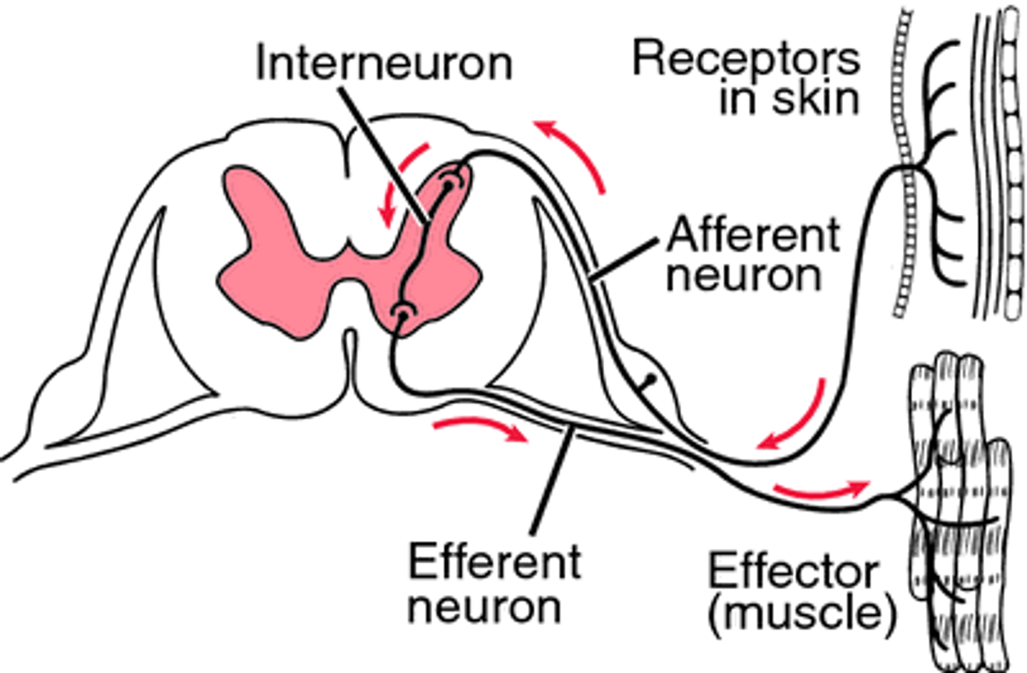 <p>Sensory - Inter - motor</p>