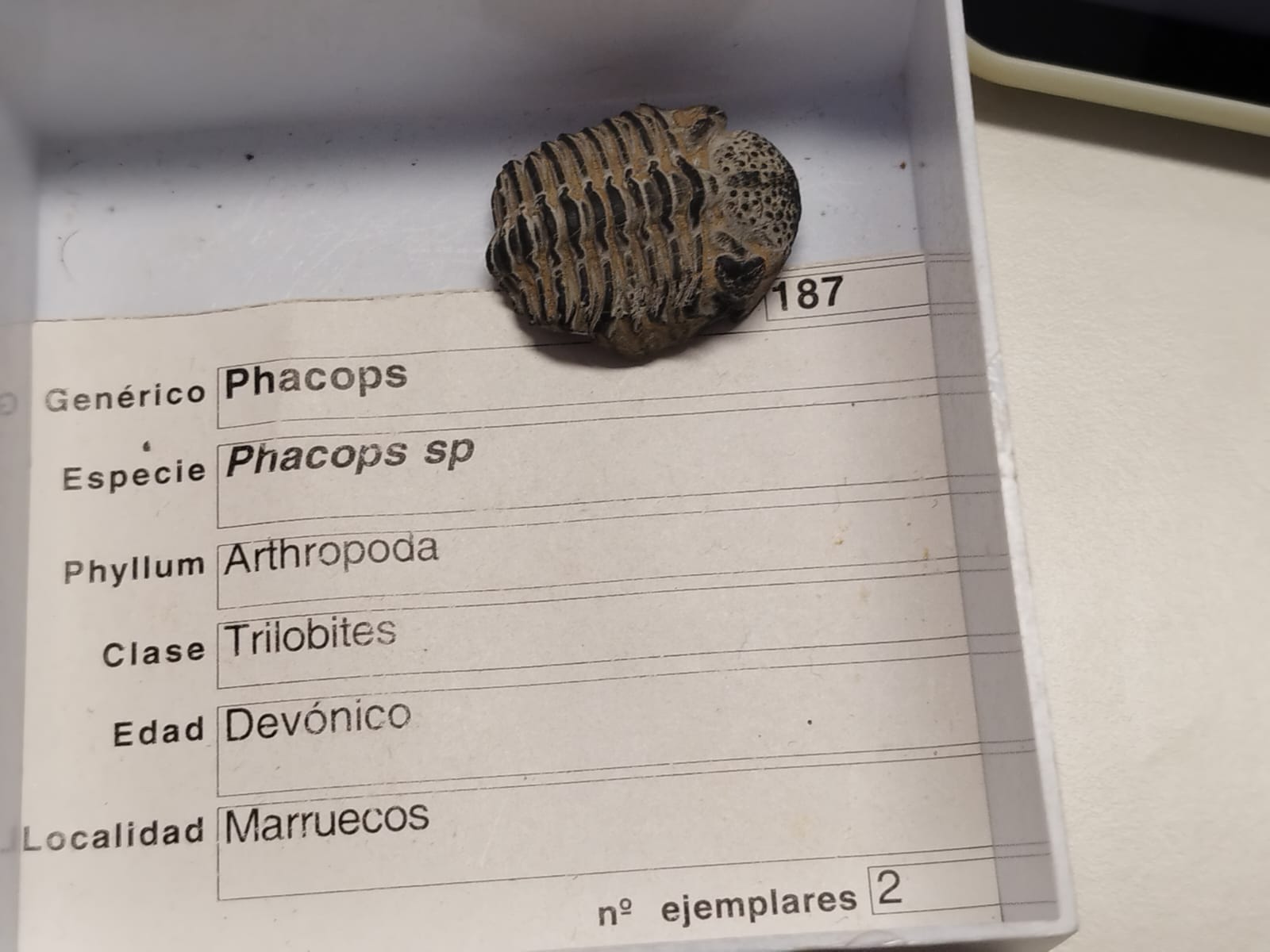 <p>Trilobites</p>
