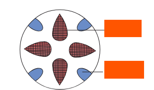 <p>What are the censored parts on this radial vascular bundle?</p>