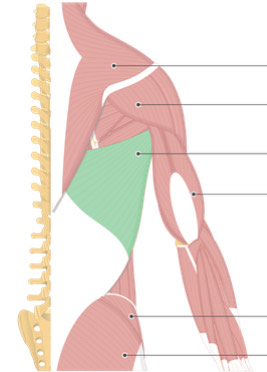 <p>Muscle between Pectoral Appendage and Vertebral Column of Thorax</p>