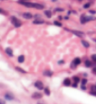 <p>What tissue type does this image depict?</p>
