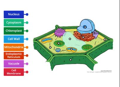 <p>nucleolus, nucleus, cytoplasm, chloroplast, cell wall, mitochondria, rough endoplasmic reticulum, smooth endoplasmic reticulum, vacuole, cell membrane</p>