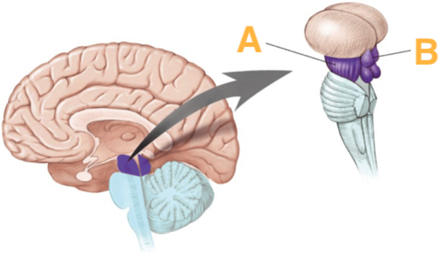 <p>tectum</p>