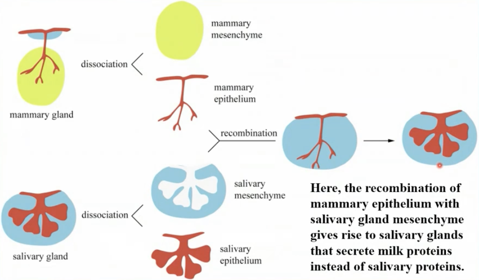 <p>The recombination of mammary epithelium with salivary gland mesenchyme gives rise to salivary glands that secrete milk proteins instead of salivary proteins</p>
