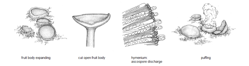 <p>Types of spore spread  (Ch. 5)</p>