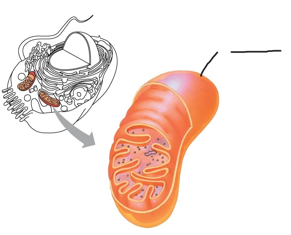 <p>1 Mitochondrion </p>